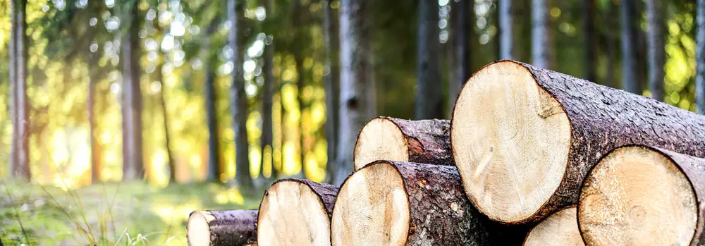 Woodland_website