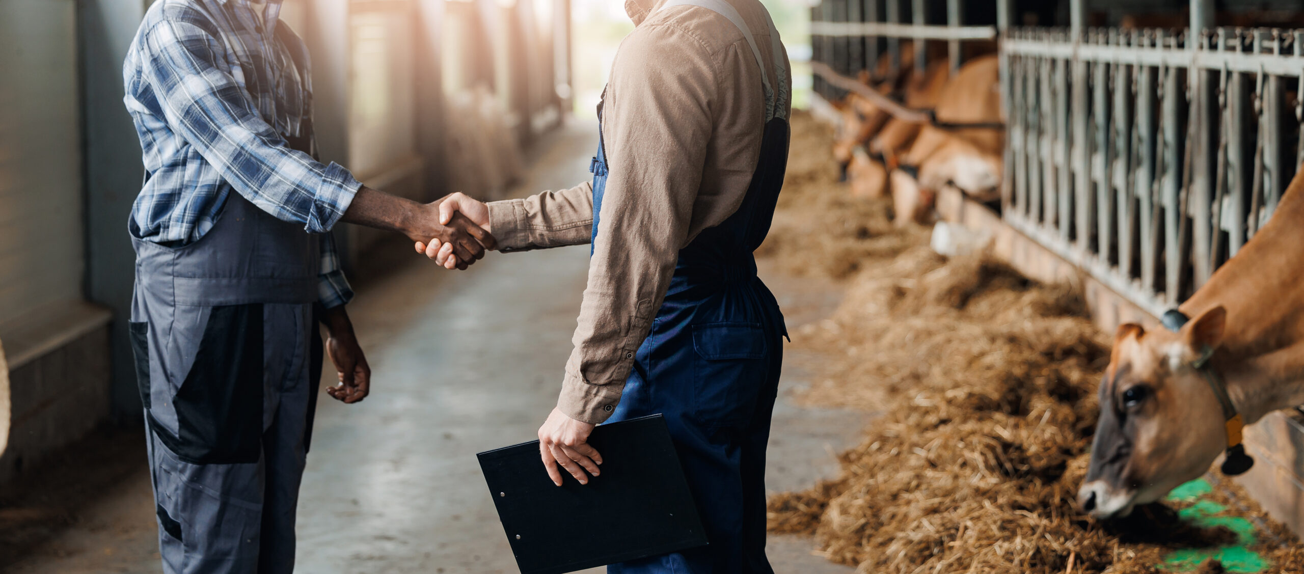 Farmer cooperation banner, Investments in livestock business. International farm collaboration and help in industry cattle on background barn with cow