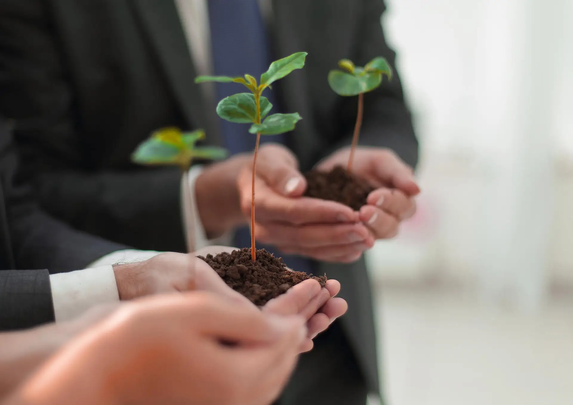 blurred-image-fresh-sprout-hands-business-team