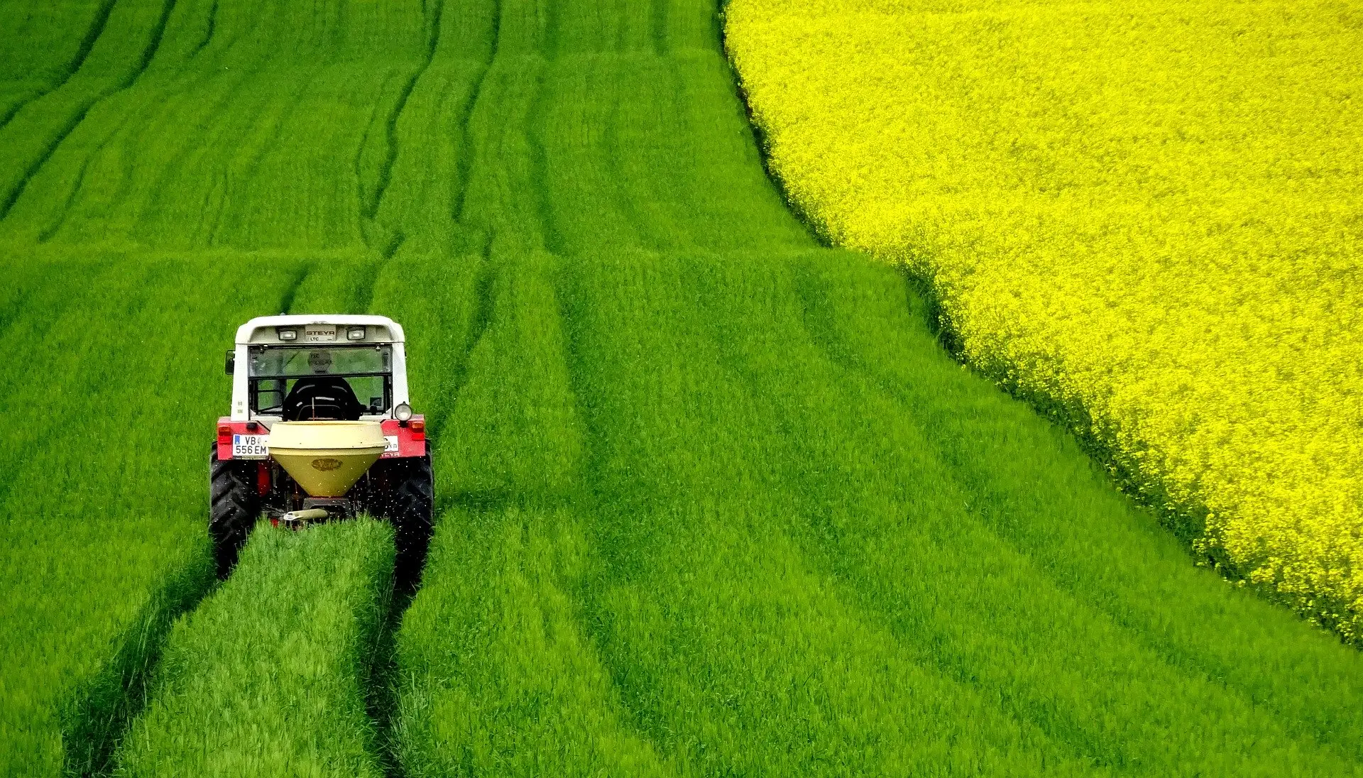 field-of-rapeseeds-4910374_1920