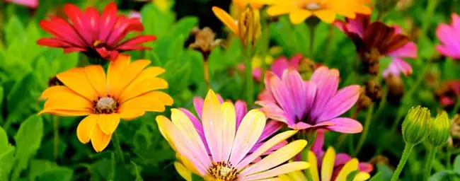 flowers