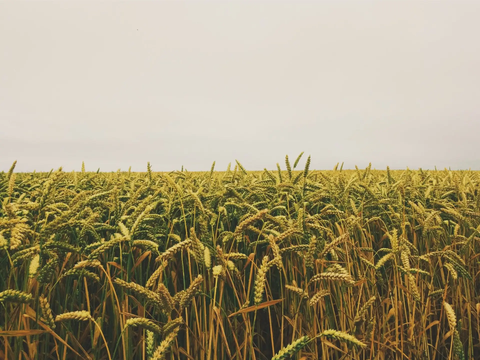 horizon-fields-cornfield-etretat-55766-scaled-1