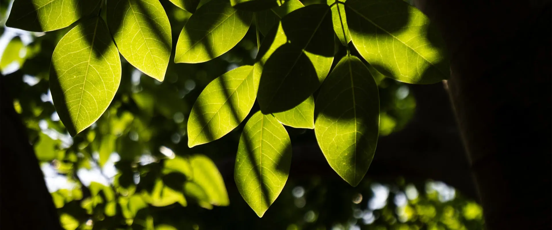 japanese-knotweed-dispute-solicitors