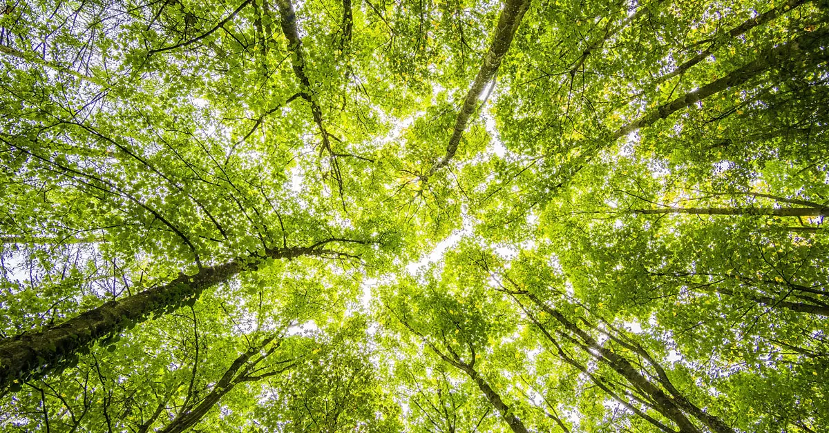 trees